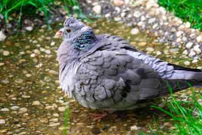 High angle view of bird on land