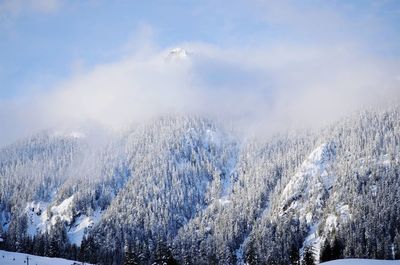 Pine trees on snow covered mountain against sky