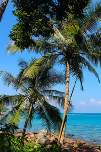 Palm tree by sea against sky