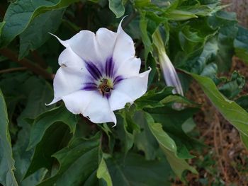 Close-up of white flowering plant