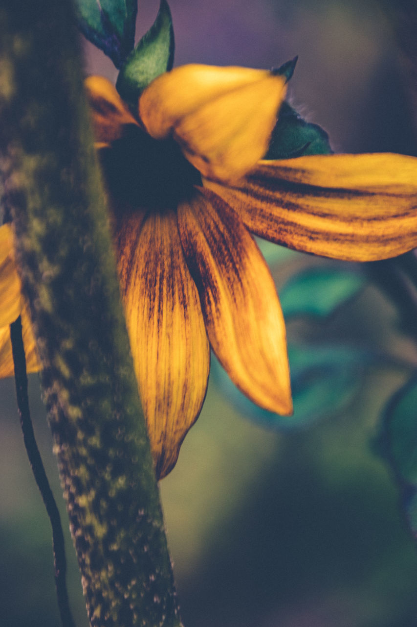 CLOSE-UP OF WILTED FLOWER AGAINST ORANGE WALL