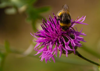Close-up of bee pollinating on purple flower.
abeja polinizando flor
