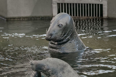 Elephant in a sea