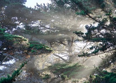 High angle view of trees in forest