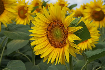 Close-up of yellow sunflower