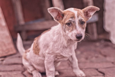 Close-up portrait of dog standing