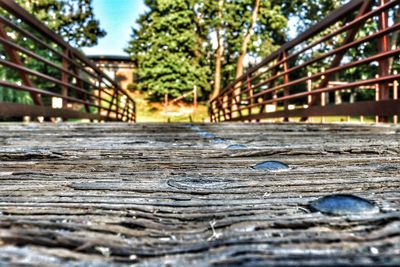 Surface level view of footpath in park