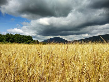 Scenic view of field against cloudy sky