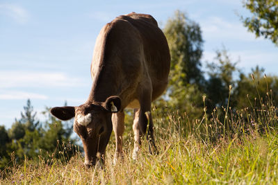 Cow standing in a field