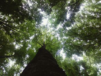 Low angle view of trees in forest