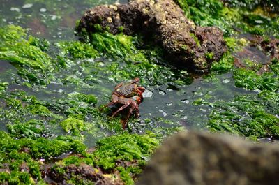 View of crab on rock with seaweed