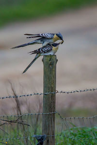 Birds perching on fence