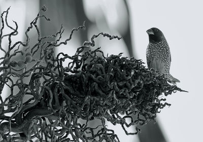 Close-up of bird perching on branch