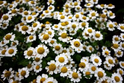 Close-up of white daisy flowers