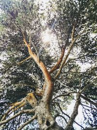 Low angle view of tree during winter