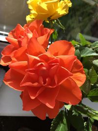 Close-up of orange flowers blooming outdoors