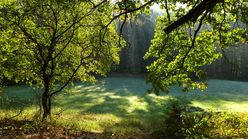 Tree by lake in forest