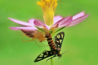 Close-up of insect on flower