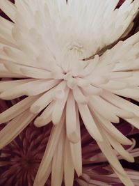 Macro shot of flower head