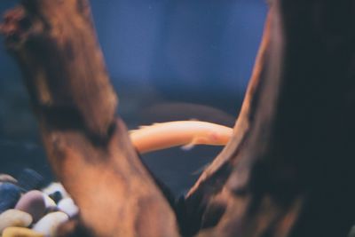 Close-up of cropped hand