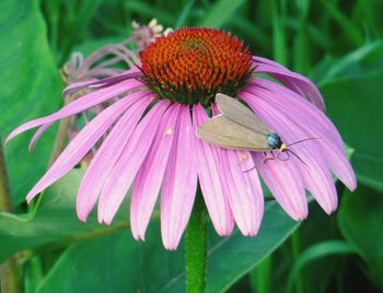Close-up of insect on flower