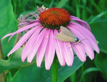 Close-up of insect on flower