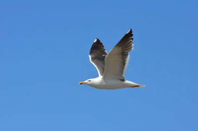Low angle view of seagull flying against clear blue sky
