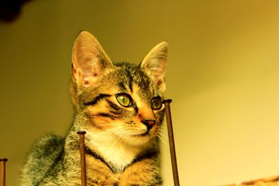 Close-up portrait of a cat looking away