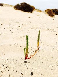 Plant growing on beach