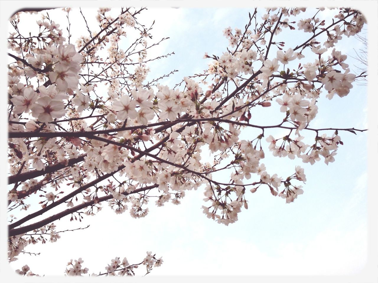 flower, freshness, fragility, branch, growth, beauty in nature, tree, blossom, cherry blossom, low angle view, nature, petal, cherry tree, blooming, in bloom, springtime, white color, fruit tree, sky, apple blossom