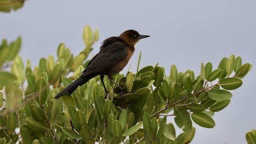 Low angle view of bird perching on plant against sky