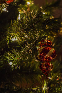 Close-up of christmas tree