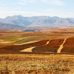 Scenic view of agricultural field against sky