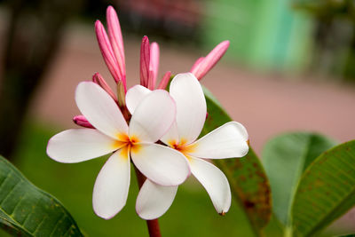 Close-up of frangipani blooming outdoors