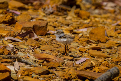 Autumn leaves on a land