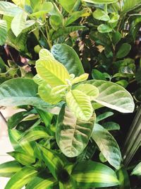 Close-up of green leaves