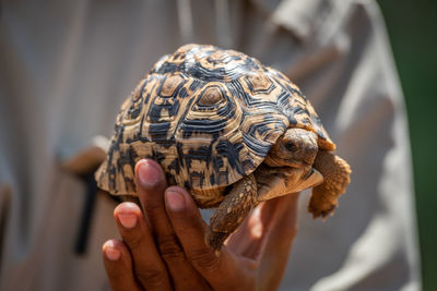 Man holds up leopard tortoise in hand
