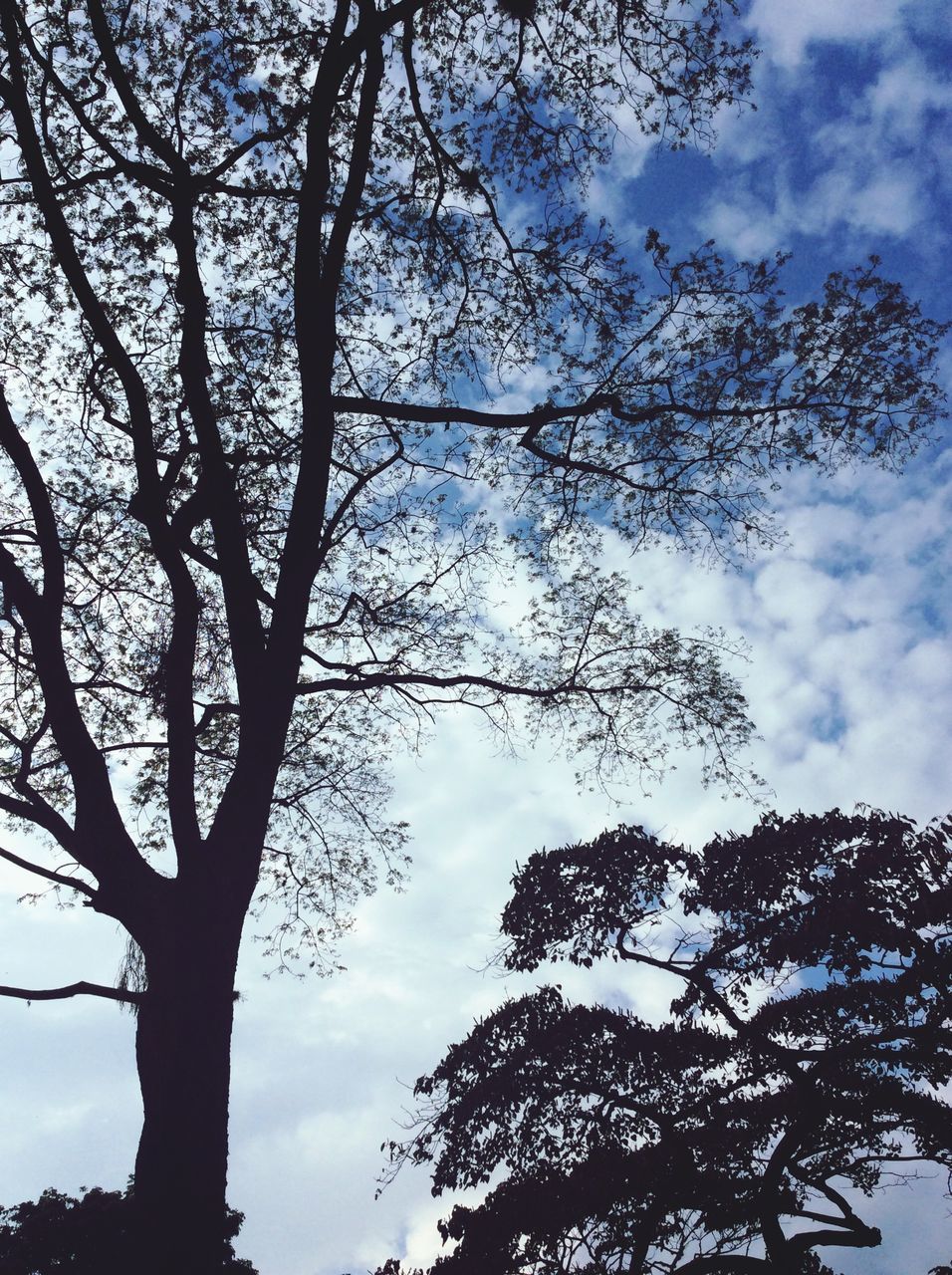 tree, low angle view, sky, nature, growth, branch, no people, outdoors, day, beauty in nature, tranquility, backgrounds, close-up