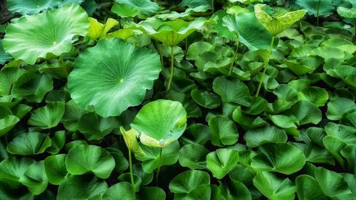 Full frame shot of leaves