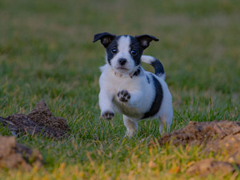 Portrait of dog on field