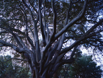 Low angle view of trees against sky