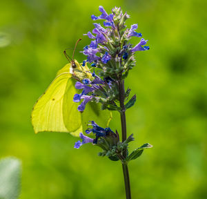 Close-up of bee pollinating on purple flower