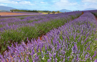 Purple flowers growing on field against sky