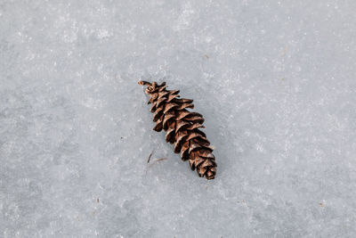 Butterfly on snow