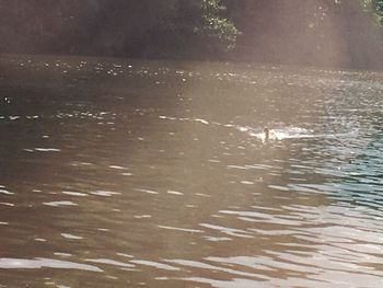 Swan swimming in lake