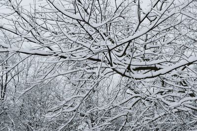 Full frame shot of bare tree against sky