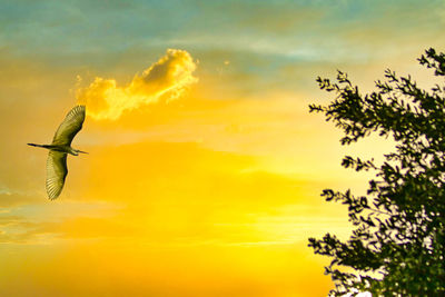 Low angle view of bird flying against orange sky