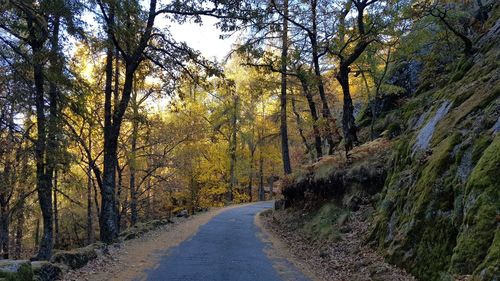 Road amidst trees in forest against sky