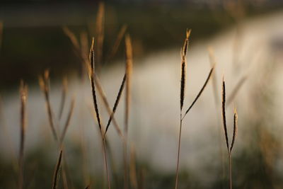 Close-up of stalks against blurred background