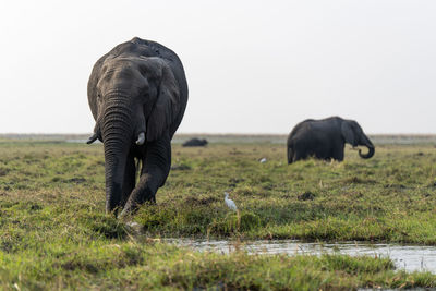 Elephant in a field